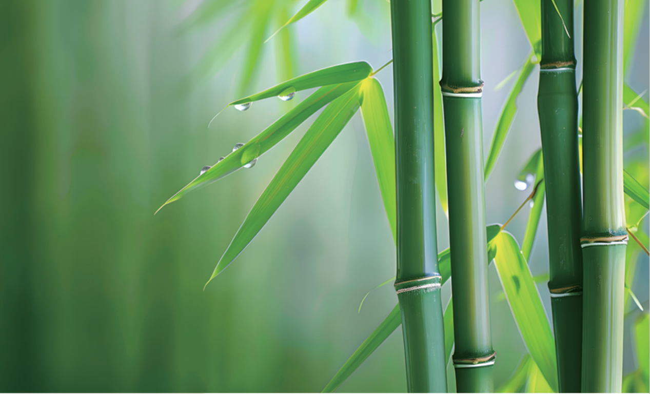 張?chǎng)卧洪L(zhǎng)發(fā)明的無機(jī)膠復(fù)合竹材料與結(jié)構(gòu)，為竹材在建筑結(jié)構(gòu)中的應(yīng)用帶來新突破